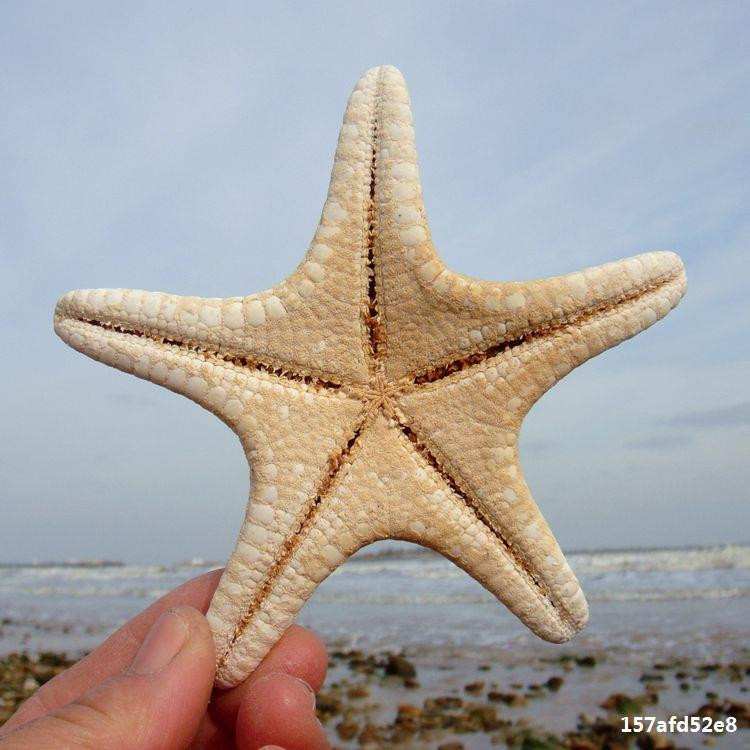 5 DB/LOT Természetes tengeri csillag Big Overlord Starfish fényképezési kellékek Kis ajándékok Lakberendezési Platform fali dekorációk