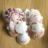 30db természetes dekoráció Beach divat lyuk Tengeri kagylók Tengeri kagylók barkácsoláshoz Caft Decor Ékszer Kézműves Kiegészítők lyukak Shell Charm