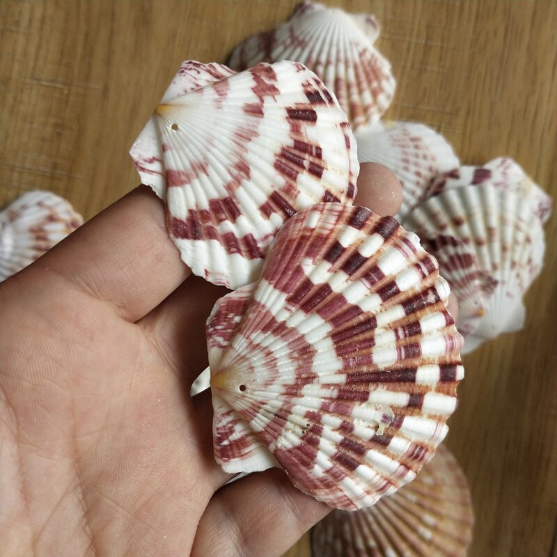 30db természetes dekoráció Beach divat lyuk Tengeri kagylók Tengeri kagylók barkácsoláshoz Caft Decor Ékszer Kézműves Kiegészítők lyukak Shell Charm