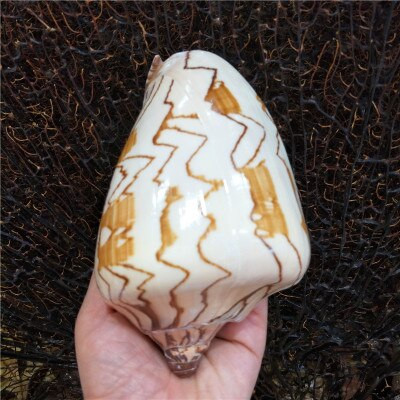 Natūrali kriauklė vaikiški žaislai peizažas kriauklė kriaukle žuvų rezervuaras Kraštovaizdžio dekoravimas platformos apdaila kraštovaizdžio kriauklė