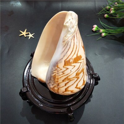 Natūrali kriauklė vaikiški žaislai peizažas kriauklė kriaukle žuvų rezervuaras Kraštovaizdžio dekoravimas platformos apdaila kraštovaizdžio kriauklė