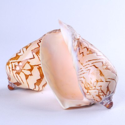 Natūrali kriauklė vaikiški žaislai peizažas kriauklė kriaukle žuvų rezervuaras Kraštovaizdžio dekoravimas platformos apdaila kraštovaizdžio kriauklė