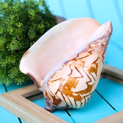 Natūrali kriauklė vaikiški žaislai peizažas kriauklė kriaukle žuvų rezervuaras Kraštovaizdžio dekoravimas platformos apdaila kraštovaizdžio kriauklė