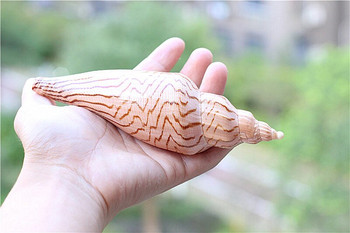 Σπάνιο φυσικό δείγμα κόγχης SeaShell Δείγμα Σαλιγκάρι Lightning Snail Δεξαμενή ψαριών Ενυδρείο Διακόσμηση τοπίου Συλλογή σπιτιού Διακόσμηση
