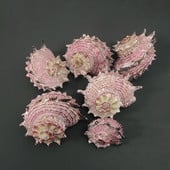 lastúra stredomorské ozdoby fotografický materiál miniatúrna zbierka exemplárov
