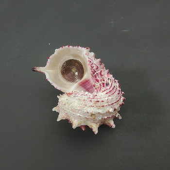 Δείγμα συλλογής μικροσκοπικού υλικού φωτογραφικού υλικού μεσογειακών στολιδιών κοχυλιών