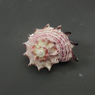 lastúra stredomorské ozdoby fotografický materiál miniatúrna zbierka exemplárov