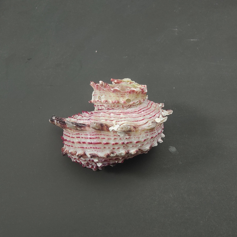 lastúra stredomorské ozdoby fotografický materiál miniatúrna zbierka exemplárov
