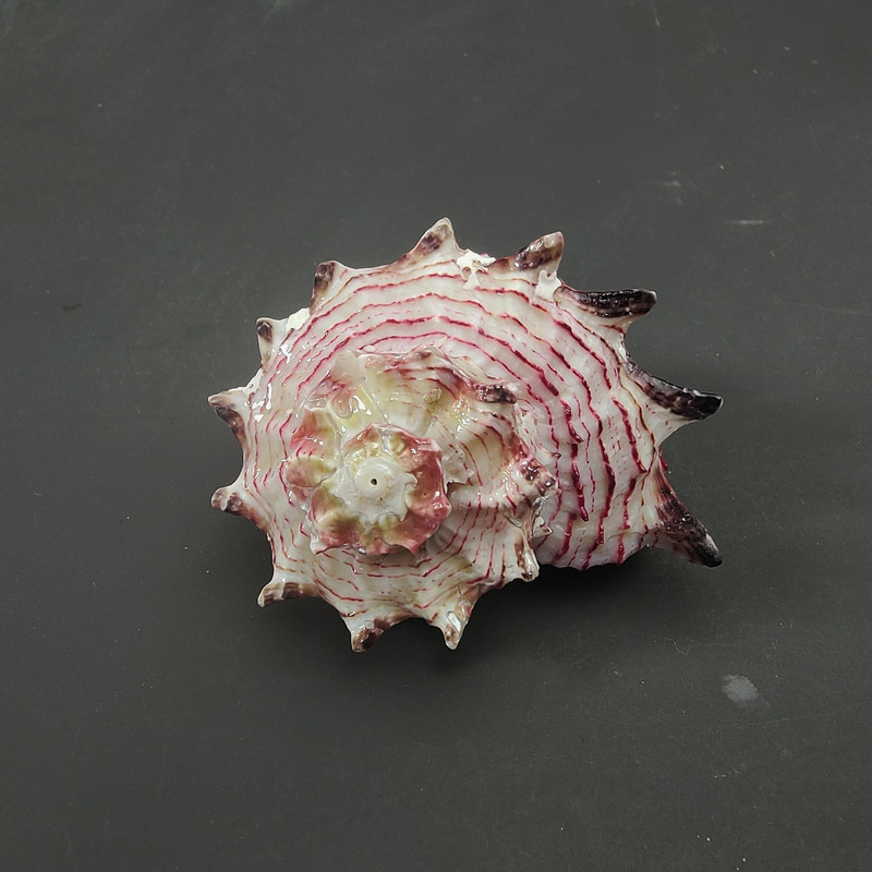 lastúra stredomorské ozdoby fotografický materiál miniatúrna zbierka exemplárov