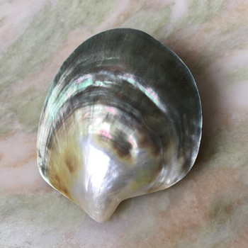 Φυσικό μαύρο Mother of Pearl Shell Craft Conch DIY Διακόσμηση σπιτιού Ενυδρείο Εξωραϊσμός τοπίου Γάμος Χειροτεχνία διακόσμησης τοπίου