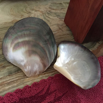 Φυσικό μαύρο Mother of Pearl Shell Craft Conch DIY Διακόσμηση σπιτιού Ενυδρείο Εξωραϊσμός τοπίου Γάμος Χειροτεχνία διακόσμησης τοπίου