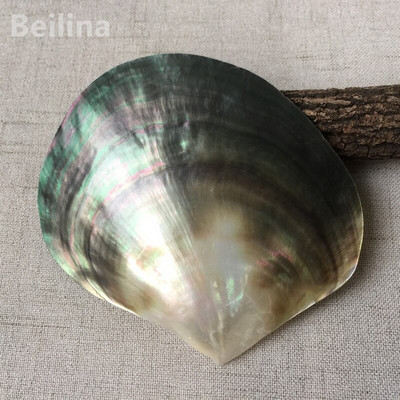 Φυσικό μαύρο Mother of Pearl Shell Craft Conch DIY Διακόσμηση σπιτιού Ενυδρείο Εξωραϊσμός τοπίου Γάμος Χειροτεχνία διακόσμησης τοπίου