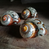 Natural Conch SeaShells South Africa Rong Snails Aquarium Landscape Collection Бутикова колекция Рак отшелник Резервна черупка