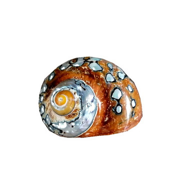 Natural Conch SeaShells Νότια Αφρική Rong Snails Aquarium Landscape Collection Boutique Collection Hermit Crab Replacement Shell