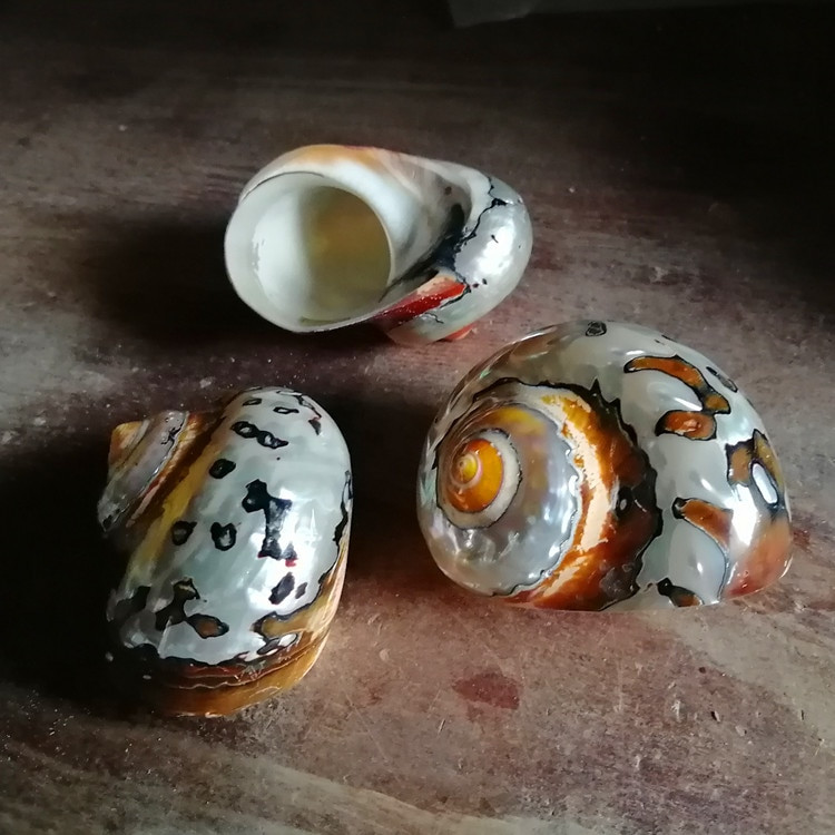 Natural Conch SeaShells South Africa Rong Snails Aquarium Landscape Collection Бутикова колекция Рак отшелник Резервна черупка