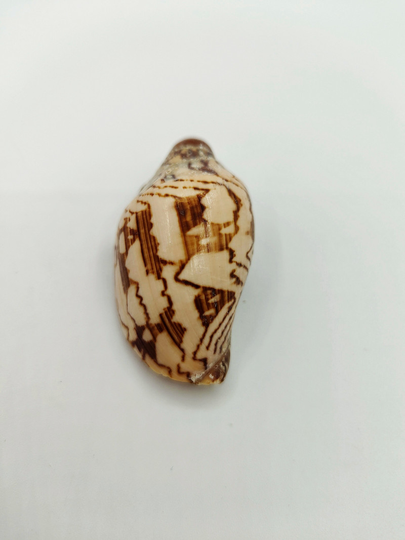 Pustovnícky krab, škrupina, mušľa, horská vodná mušľa, kolekcia darčekov, bytová dekorácia, detské hračky