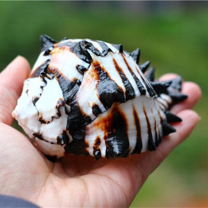 Looduslikud merikarbid Must sebra Murex US Black Murex akvaariumi platvorm maastik Loov kingitus korallid