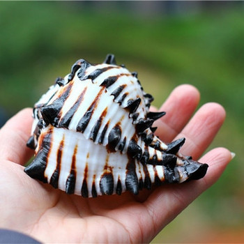 Φυσικά κοχύλια βογχών Black Zebra Murex ΗΠΑ Black Murex Fish Tank Platform Landscape Creative Gift Coral