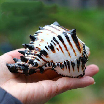 Φυσικά κοχύλια βογχών Black Zebra Murex ΗΠΑ Black Murex Fish Tank Platform Landscape Creative Gift Coral