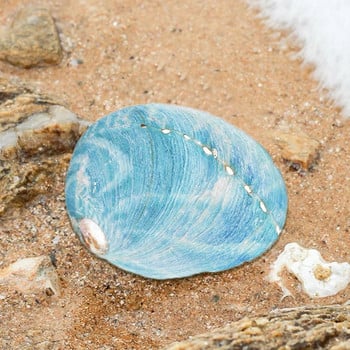 Φυσικά Starry Blue Abalone κοχύλια Θαλασσινό κοχύλι DIY Home Ενυδρείο Εξωραϊσμός Συλλεκτικά Διακόσμηση Χειροτεχνία