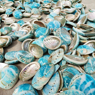 Φυσικά Starry Blue Abalone κοχύλια Θαλασσινό κοχύλι DIY Home Ενυδρείο Εξωραϊσμός Συλλεκτικά Διακόσμηση Χειροτεχνία