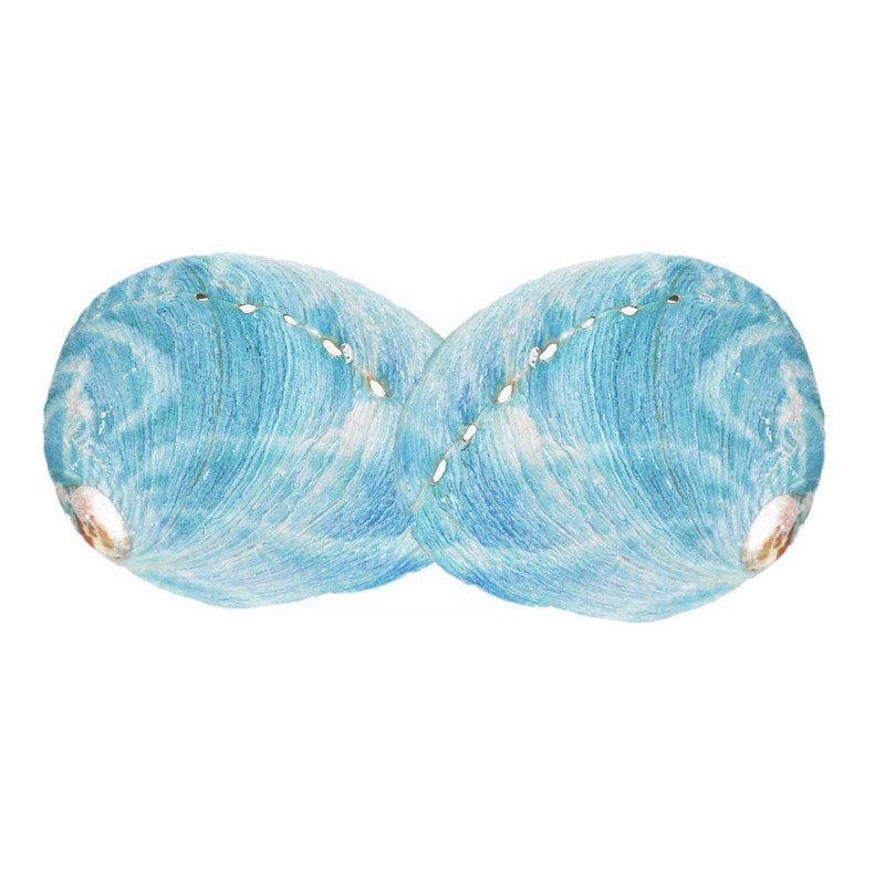 Prirodno zvjezdano plavo morsko uho Školjke školjke DIY Uređenje kućnog akvarija Kolekcionarski predmeti Ukrasni obrt