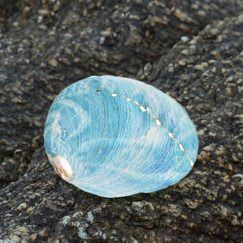 Prirodno zvjezdano plavo morsko uho Školjke školjke DIY Uređenje kućnog akvarija Kolekcionarski predmeti Ukrasni obrt