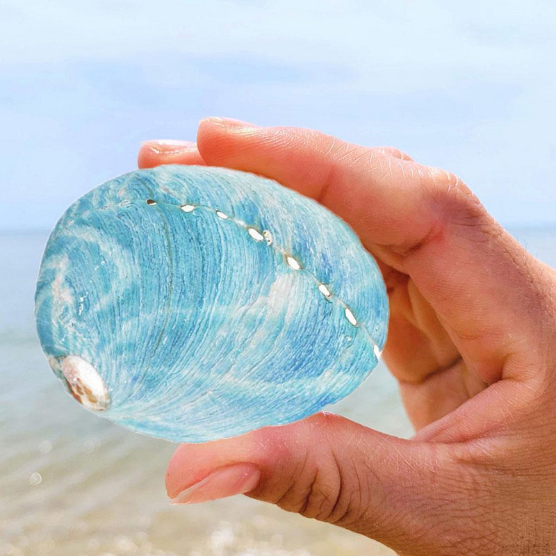 Prirodno zvjezdano plavo morsko uho Školjke školjke DIY Uređenje kućnog akvarija Kolekcionarski predmeti Ukrasni obrt
