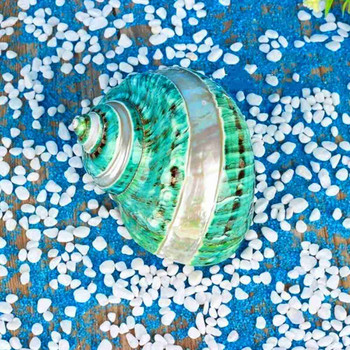 Natural Shell Conch Coral Peeled Green Turban Snail Aquarium Decoration δείγμα συλλογής σαλιγκαριών Δώρο Sea Green Snail