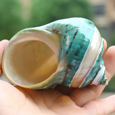 Natural Shell Conch Coral Peeled Green Turban Snail Aquarium Decoration δείγμα συλλογής σαλιγκαριών Δώρο Sea Green Snail