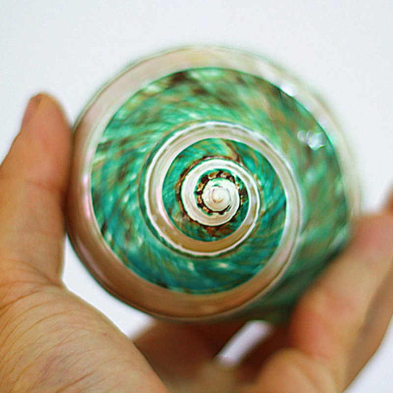 Cochilie naturală Coral Turban verde decojit Melc Decor pentru acvariu Specimen de colecție de melci Cadou Melc verde de mare