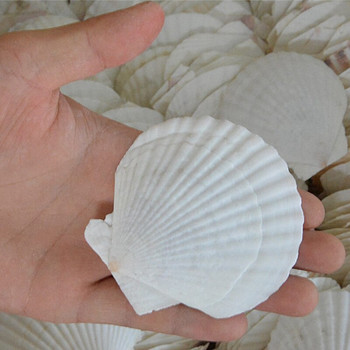 Πρακτικό κέλυφος 25 τμχ Φυσικό Χτένι, Ειδικό για Χειροποίητο Δημιουργικό Κέλυφος DIY Χειροποίητο DIY Creative Coloring Shell