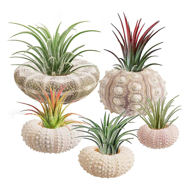 Természetes kagylók Kagyló Coquillage Tengeri sün Air Ananász Akvárium Otthon Tengeri Beach Dekoráció Bonsai Mediterrán Tengeri kagylók