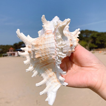Χιλιάδες χέρι σαλιγκάρι χρυσάνθεμο σαλιγκάρι φυσικό κέλυφος κόγχης διακόσμηση ενυδρείο θήκη ενυδρείου τοπίο Μεσογειακό στιλ