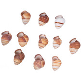 10db Natural Shells Tájkiegészítő Akváriumi díszek Tank Otthonhoz