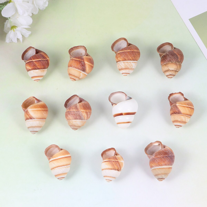 10db Natural Shells Tájkiegészítő Akváriumi díszek Tank Otthonhoz