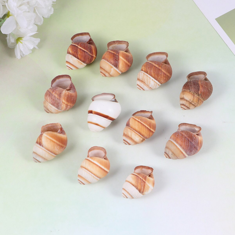 10db Natural Shells Tájkiegészítő Akváriumi díszek Tank Otthonhoz