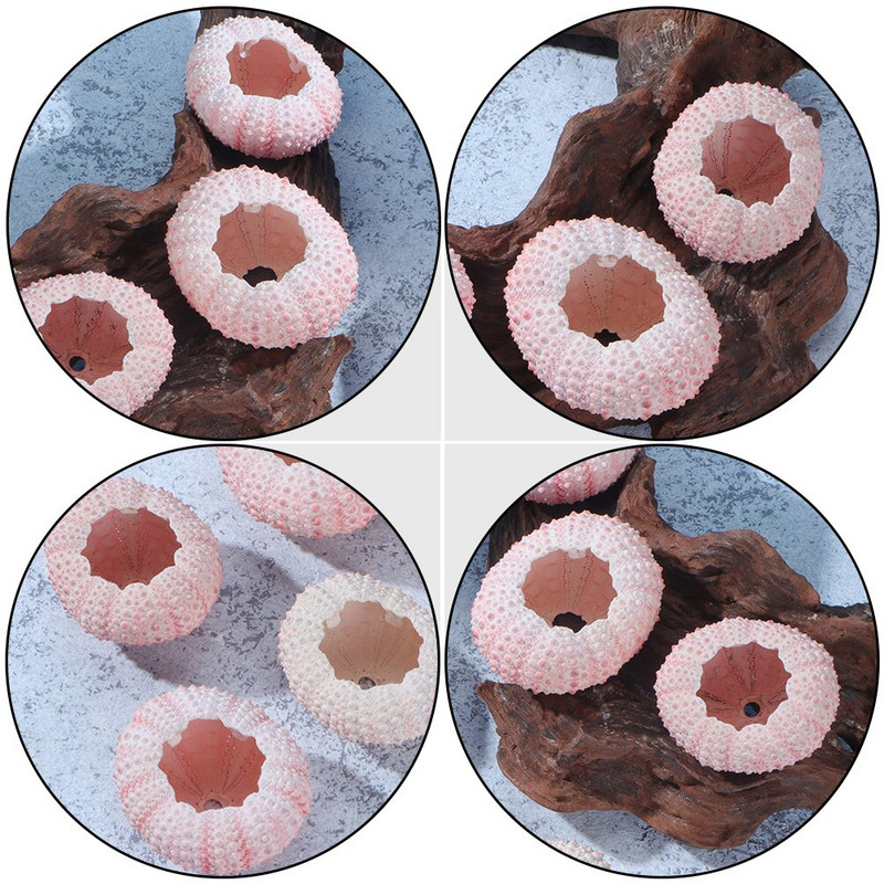 10kom Viseći ježinac Ocean Beach Morski ježinac Zračne biljke Ježinac Minijaturne morske školjke Vaza Školjke