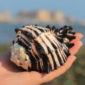 Természetes csigaház USA fekete Murex fekete zebra csontminta kagyló tengeri kagylók tengeri otthoni díszek akváriumi táj ajándékok