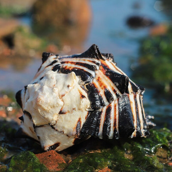 Естествена черупка от охлюв US Black Murex Черна кост от зебра Екземпляр Раковина Морски раковини Морски орнаменти за дома Аквариум Пейзаж Подаръци