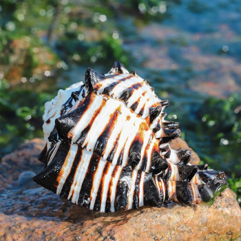 Φυσικό κέλυφος σαλιγκαριού ΗΠΑ Μαύρο Murex Μαύρο δείγμα οστών ζέβρας Κοχύλια θαλάσσης κοχύλια Ναυτικά στολίδια σπιτιού Δώρα τοπίου ενυδρείου