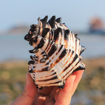 Естествена черупка от охлюв US Black Murex Черна кост от зебра Екземпляр Раковина Морски раковини Морски орнаменти за дома Аквариум Пейзаж Подаръци