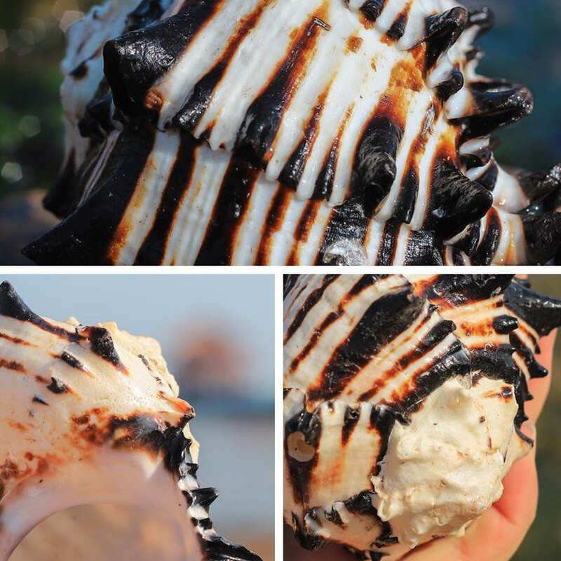 Természetes csigaház USA fekete Murex fekete zebra csontminta kagyló tengeri kagylók tengeri otthoni díszek akváriumi táj ajándékok