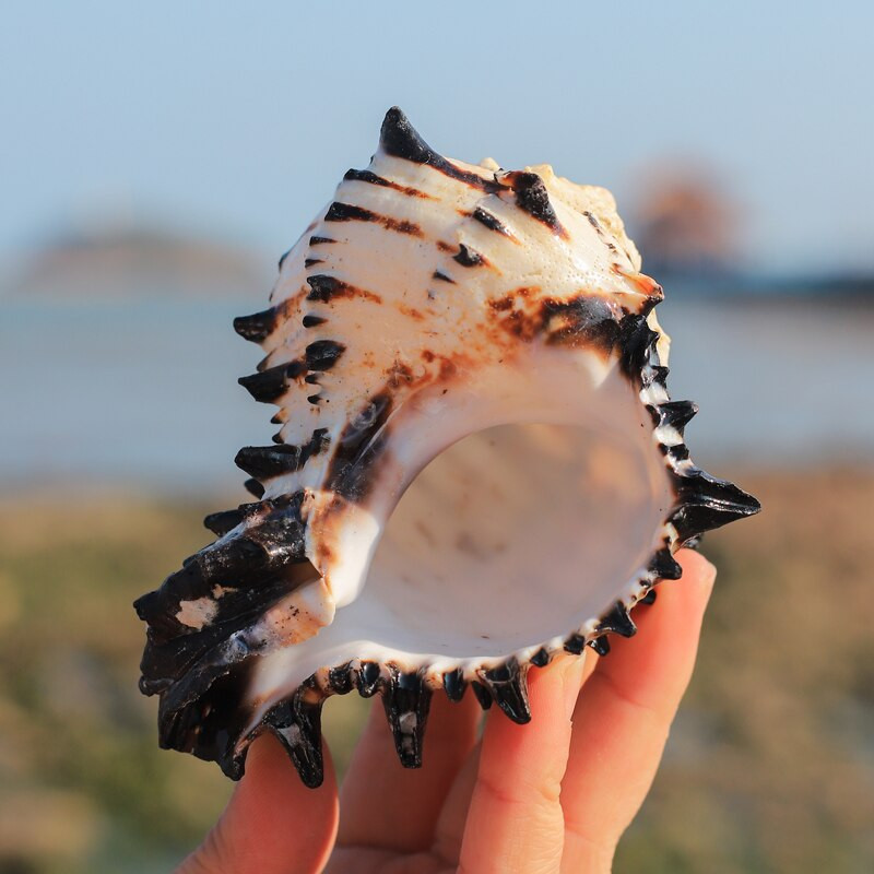 Természetes csigaház USA fekete Murex fekete zebra csontminta kagyló tengeri kagylók tengeri otthoni díszek akváriumi táj ajándékok