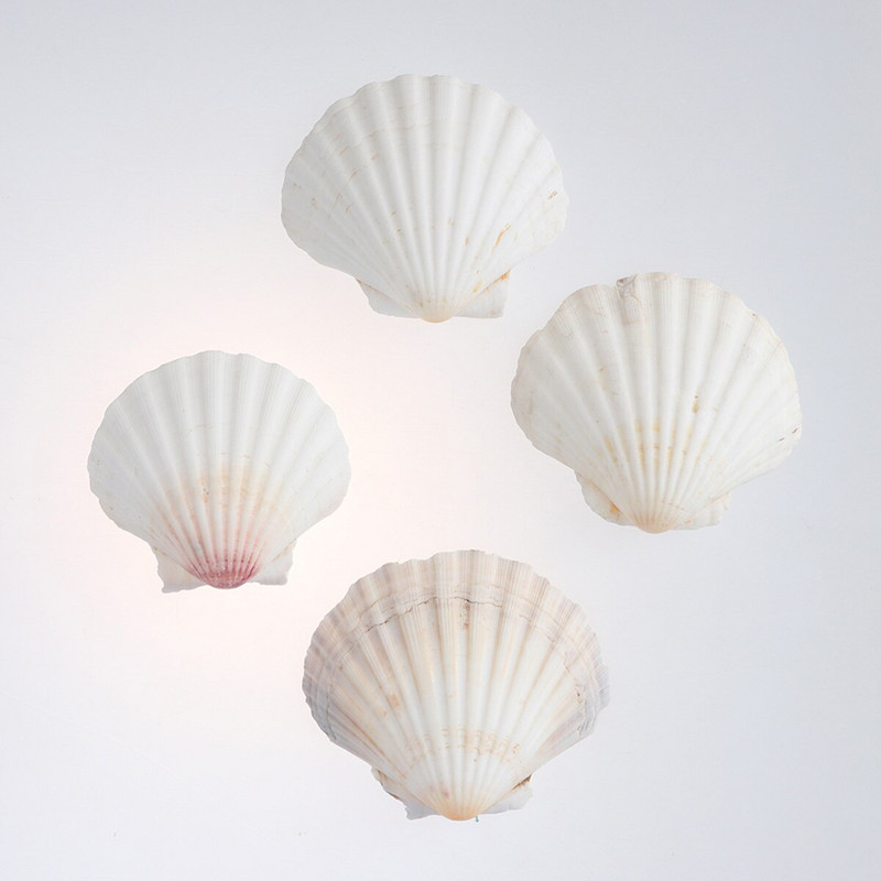 4db 9-14cm mediterrán stílusú barkácsolás Beach Seashells Natural Shells Kézműves Akvárium Tank Dekor