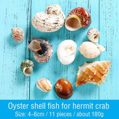 12db natúr kagyló remete rák tekercs kagyló kagyló akvárium dekor otthoni kézműves bonsai dekoráció akváriumi dísz vegyes stílusban