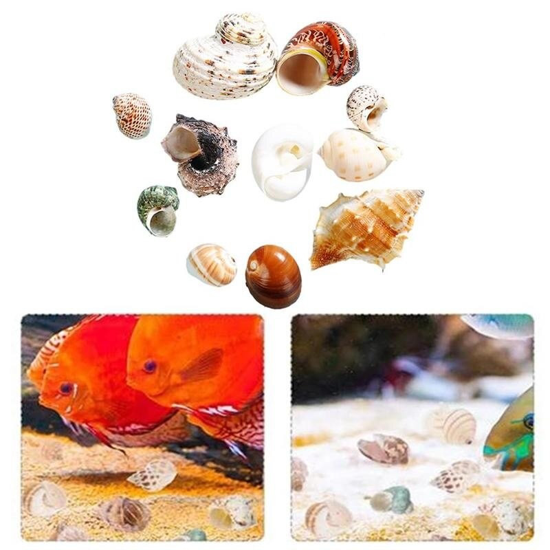 12db natúr kagyló remete rák tekercs kagyló kagyló akvárium dekor otthoni kézműves bonsai dekoráció akváriumi dísz vegyes stílusban