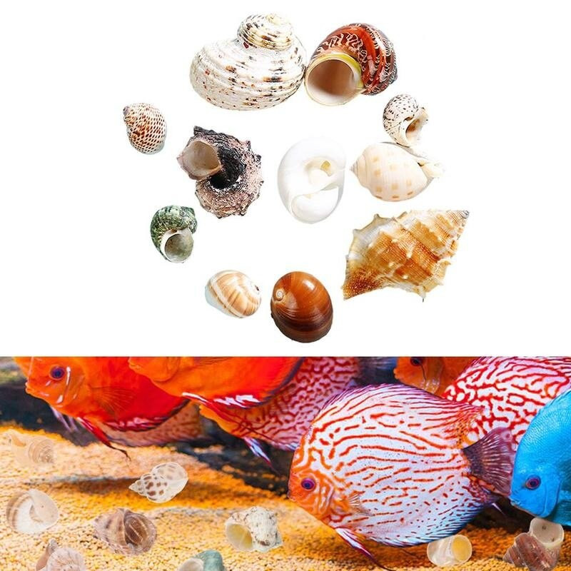 12db natúr kagyló remete rák tekercs kagyló kagyló akvárium dekor otthoni kézműves bonsai dekoráció akváriumi dísz vegyes stílusban