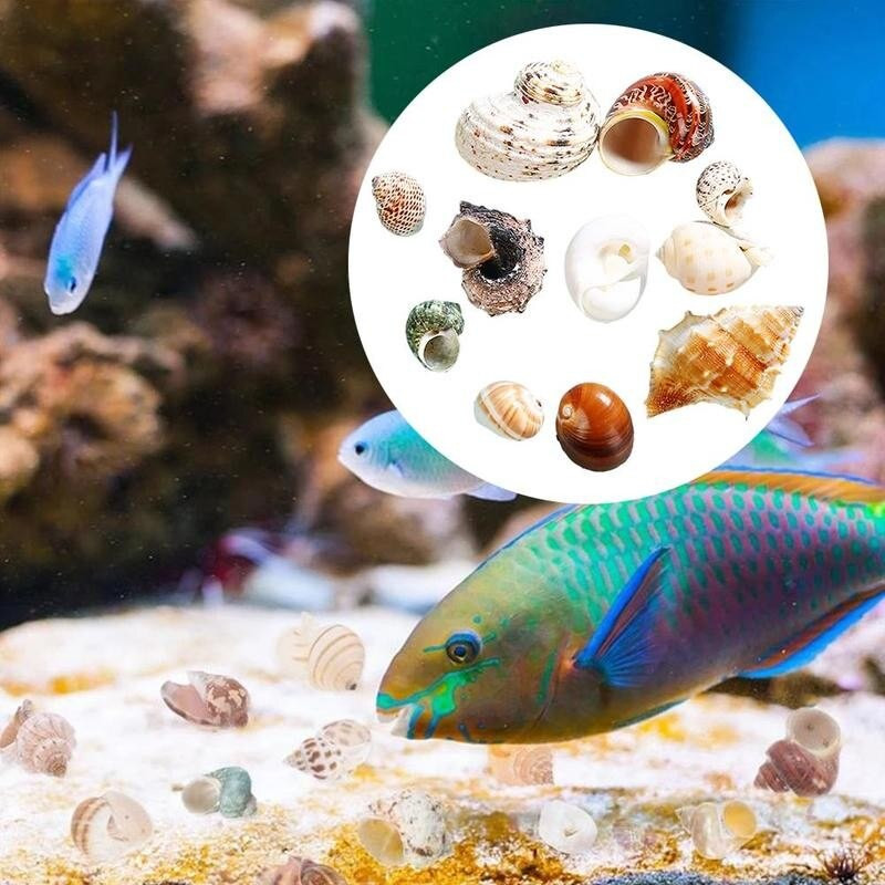 12db natúr kagyló remete rák tekercs kagyló kagyló akvárium dekor otthoni kézműves bonsai dekoráció akváriumi dísz vegyes stílusban