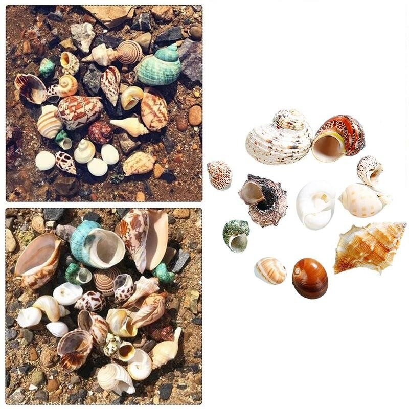 12db natúr kagyló remete rák tekercs kagyló kagyló akvárium dekor otthoni kézműves bonsai dekoráció akváriumi dísz vegyes stílusban